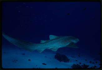 Leopard shark