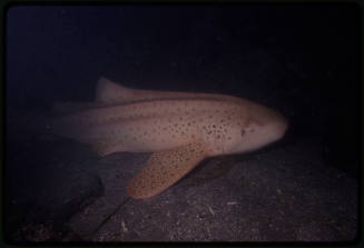 Leopard shark