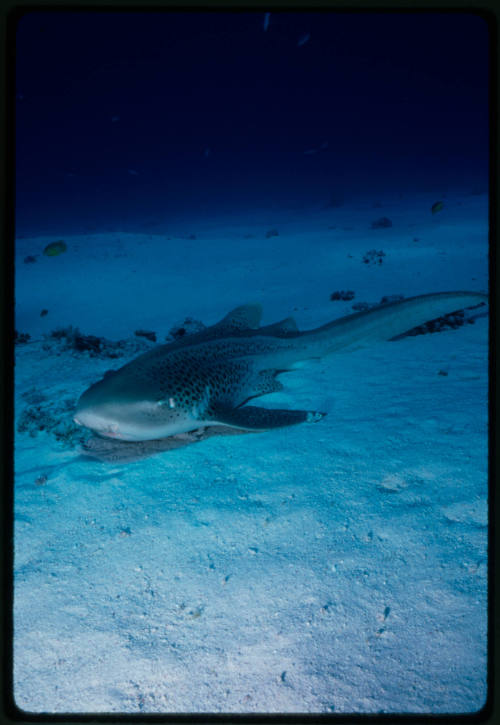 Leopard shark