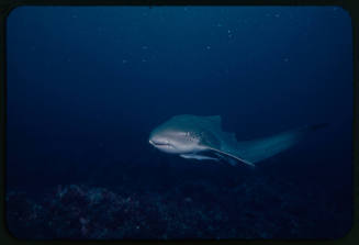 Leopard shark