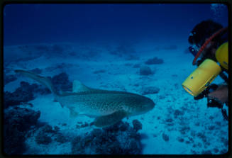 Leopard shark