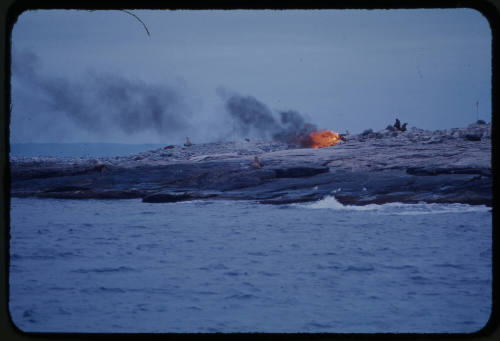 Sea lions on rocky coast