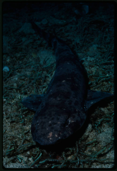 Carpet shark