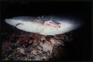 Dead shark with pectoral fin removed