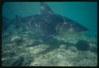 Bull Shark