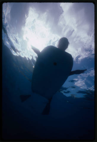 Underwater silhouette of a person with limbs splayed on a bodyboard