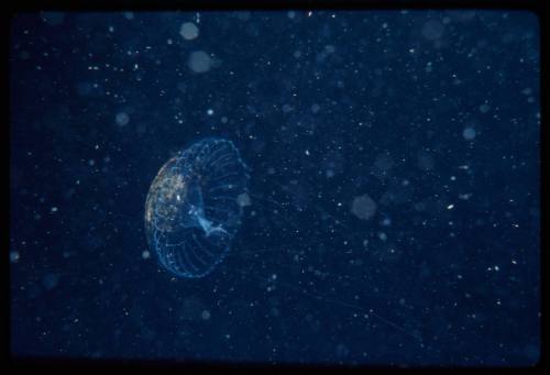 Hydrozoan medusa