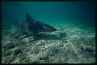 Bull Shark