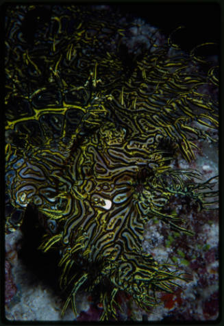 Lacey scorpionfish (Rhinopias aphanes)