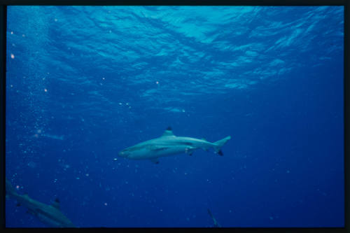 Blacktip Reef Shark