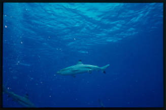 Blacktip Reef Shark