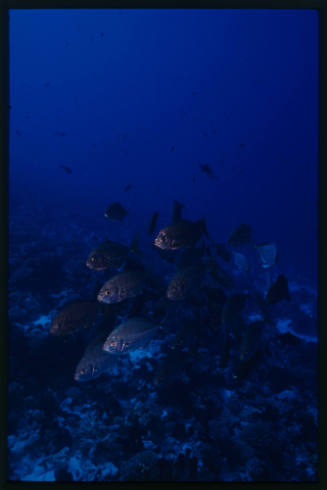 Reef fish