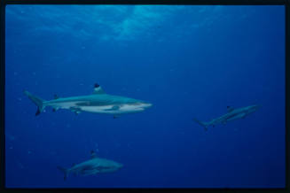 Blacktip Reef Shark