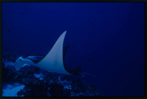 Manta Ray