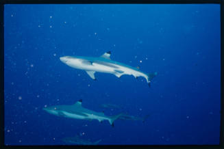 Blacktip Reef Shark