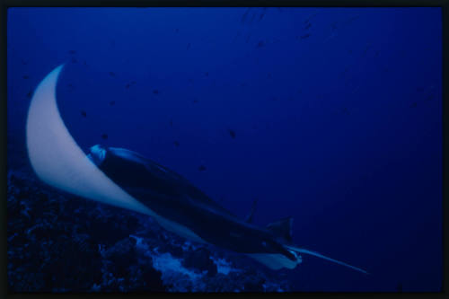 Manta Ray