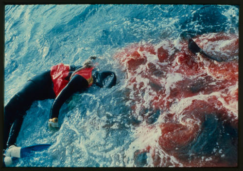 Testing out the chainmail suit (mesh suit) using a dummy in experiments with blue sharks and white sharks (great white sharks) before testing with a human 