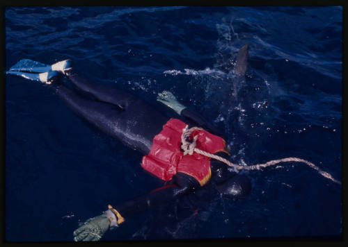 Testing out the chainmail suit (mesh suit) using a dummy in experiments with blue sharks and white sharks (great white sharks) before testing with a human 