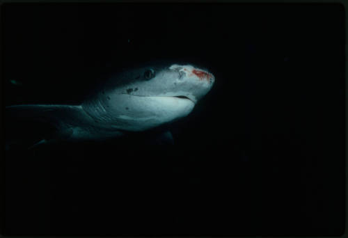 Broadnose Sevengill Shark