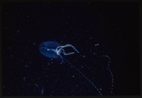 Box jellyfish