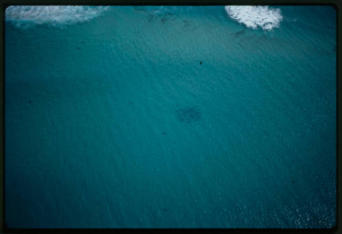 Aerial shot of a school of sharks