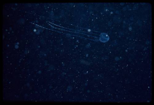 Box jellyfish