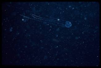 Box jellyfish