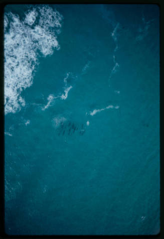 Aerial shot of a school of sharks