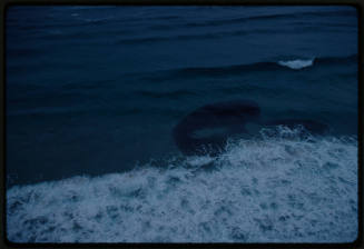 Aerial shot of sharks