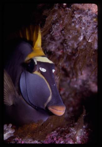 Close up of the head of a blonde naso tang (Naso elegans) 