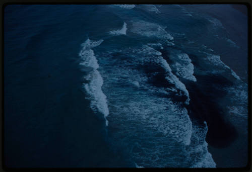 Aerial shot of sharks