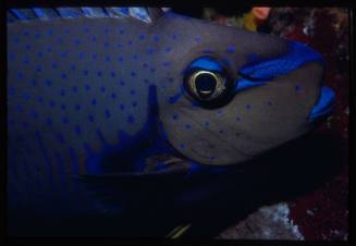 Close up of a bignose unicornfish (Naso vlamingii)