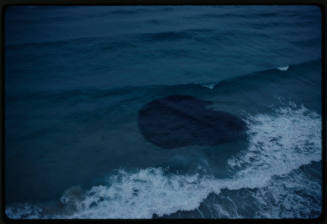 Aerial shot of sharks