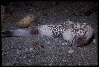 Whitemargin stargazer (Uranoscopus sulphureus) 