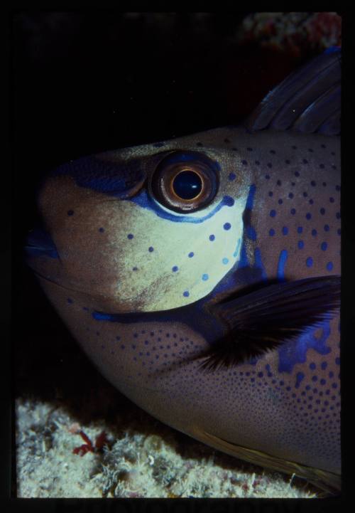 Close up of bignose unicornfish (Naso vlamingii)