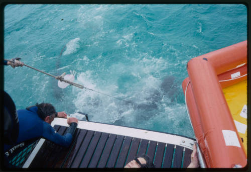 Man on duck board filming sharks in the water