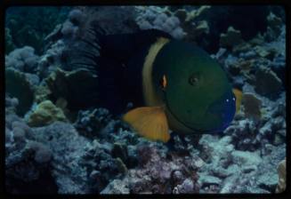 Broomtail wrasse (Cheilinus lunulatus) 