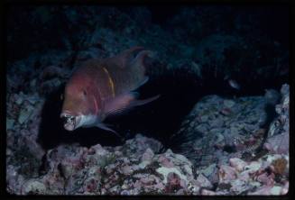 Mexican hogfish (Bodianus diplotaenia) eating an urchin