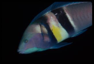 Eastern king wrasse (Coris sandeyeri) 