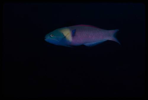 Bluehead Wrasse (Thalassoma amblycephalum)