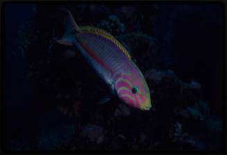 Klunzinger's wrasse (Thalassoma rueppellii)