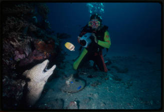 Moray eel