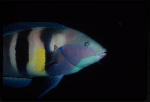 Eastern king wrasse (Coris sandeyeri)