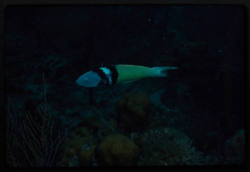 Bluehead wrasse (Thalassoma bifasciatum)