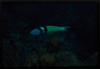 Bluehead wrasse (Thalassoma bifasciatum)