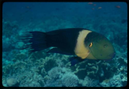 Broomtail wrasse (Cheilinus lunulatus)