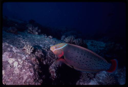 Queen coris (Coris formosa)