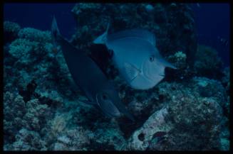 Unicornfish (Naso sp.)