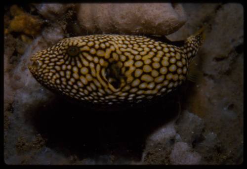 Juvenile map puffer (Arothron mappa)