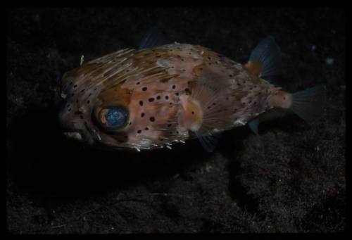 Long-spine porcupinefish (Diodon holocanthus)